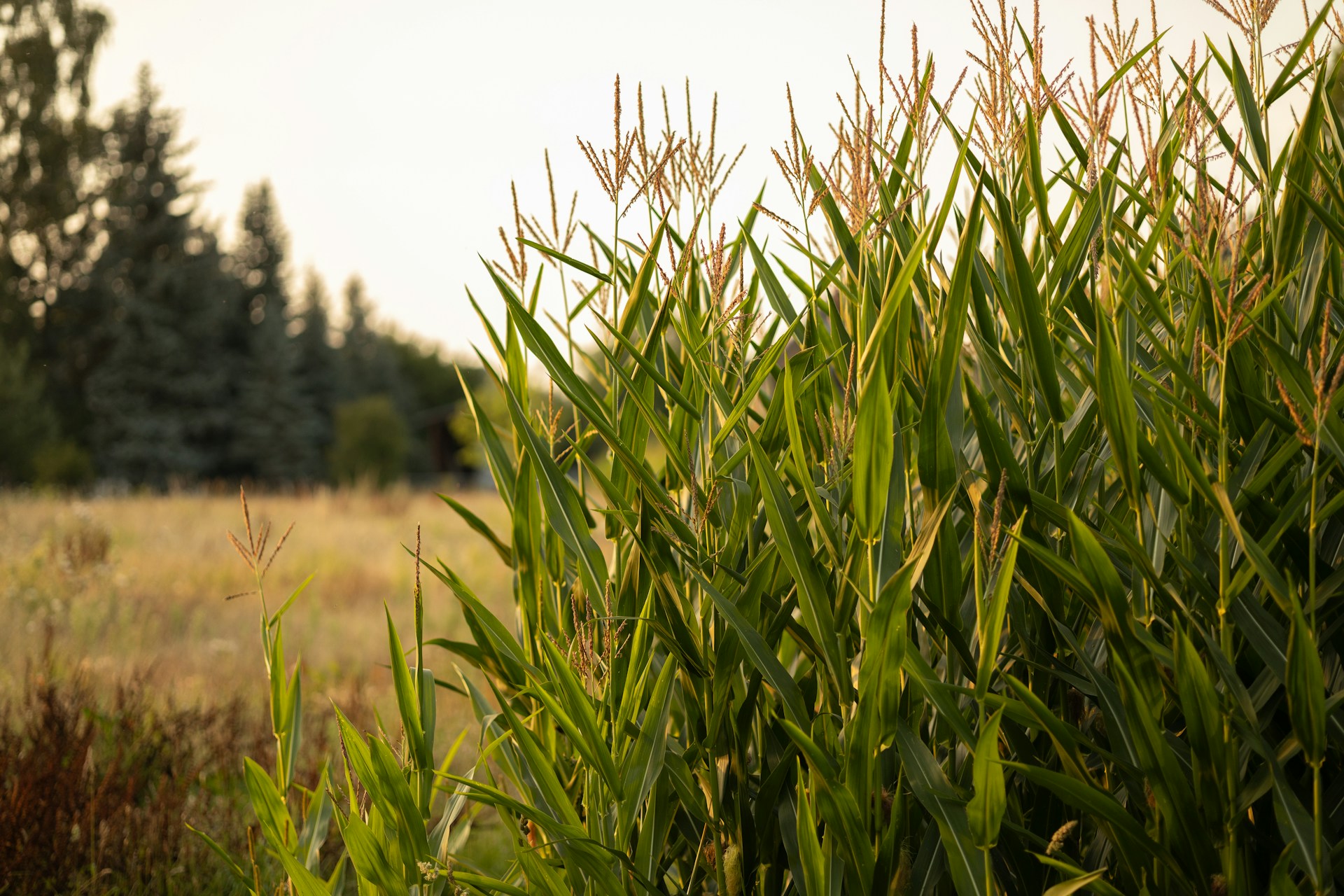 Slider Image 1